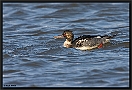 Middelste Zaagbek, Red-breasted Merganser, Mergus serrator Location: Lauwersoog, the Netherlands middelste zaagbek MG 9008 kopie